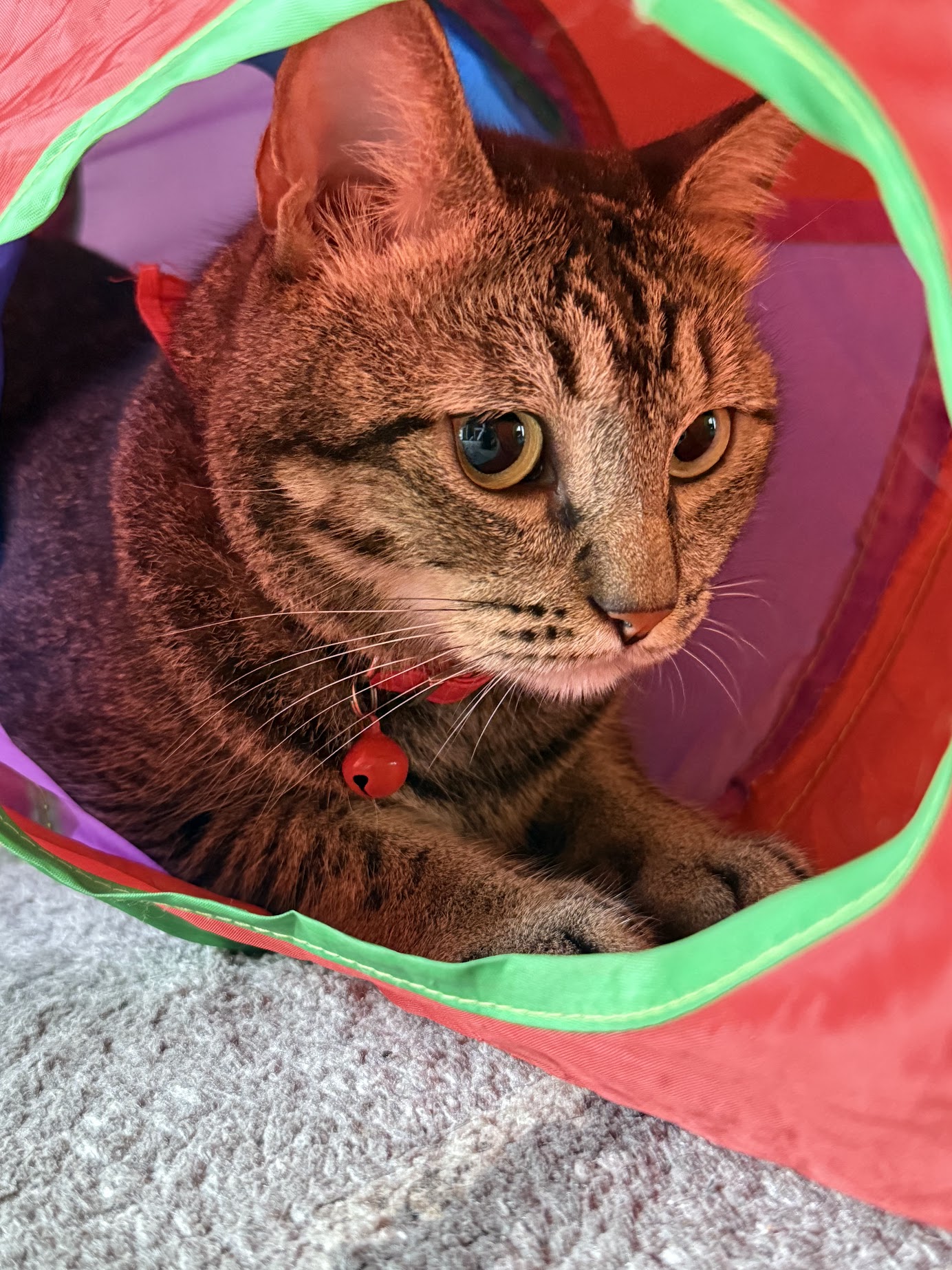 Stella